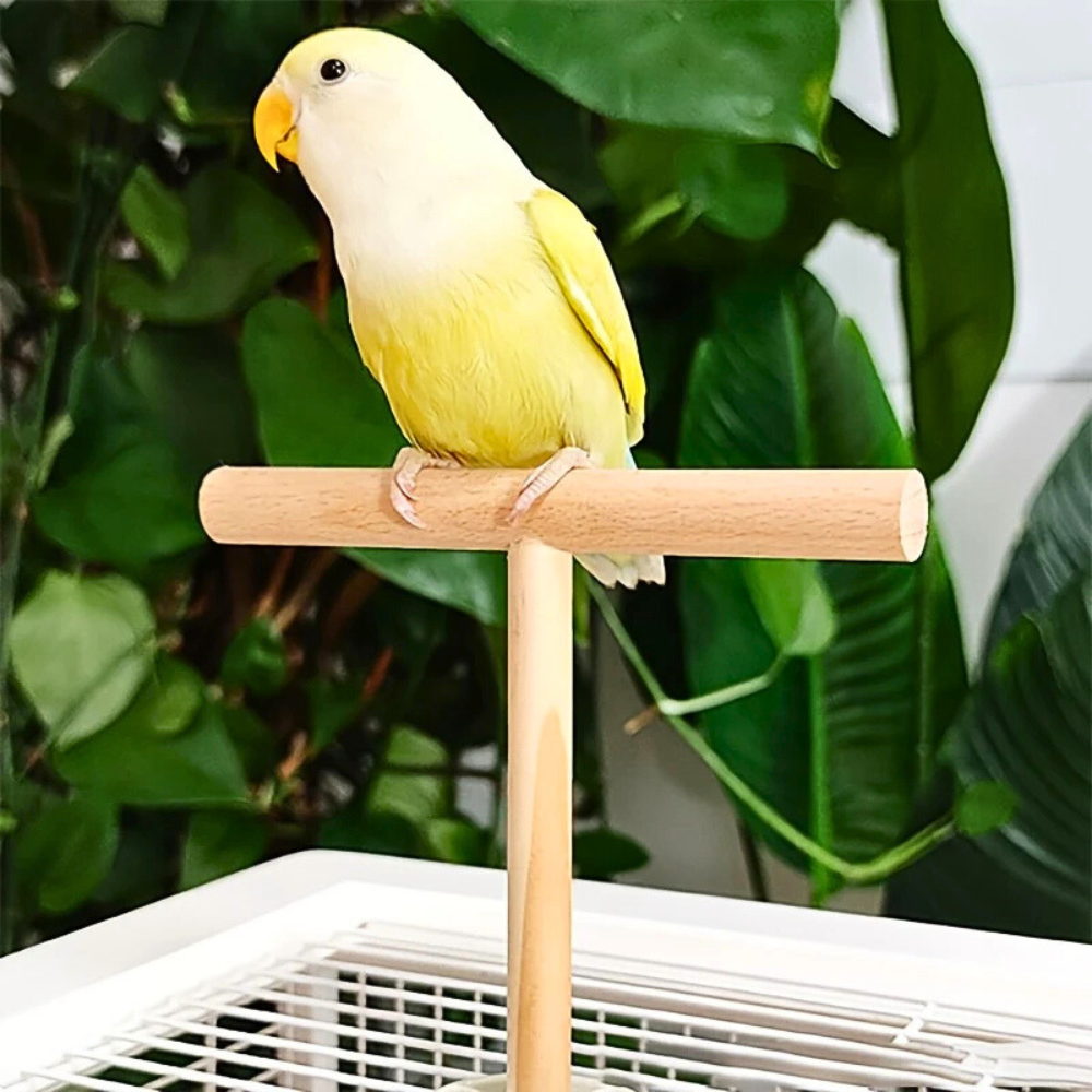 Durable Wooden T-Shape Perch Stand for Small Parrots
