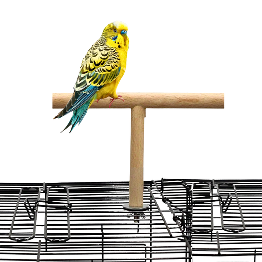 Durable Wooden T-Shape Perch Stand for Budgies Lovebirds & Small Parrots
