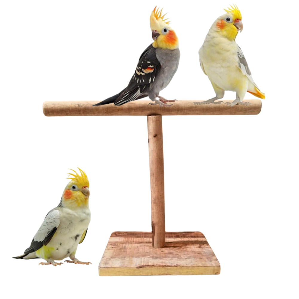 Eco-Friendly Bird T-Stand – Stable Wooden Training & Play Station