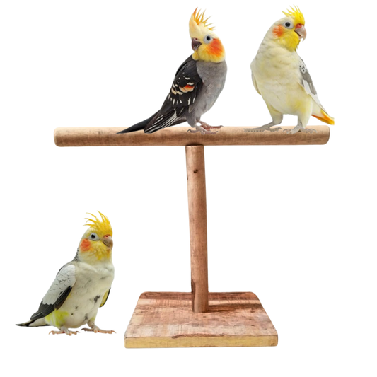 Eco-Friendly Bird T-Stand – Stable Wooden Training & Play Station