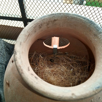 Wooden Matki Stick / Breeding Box Stick for Small Parrots