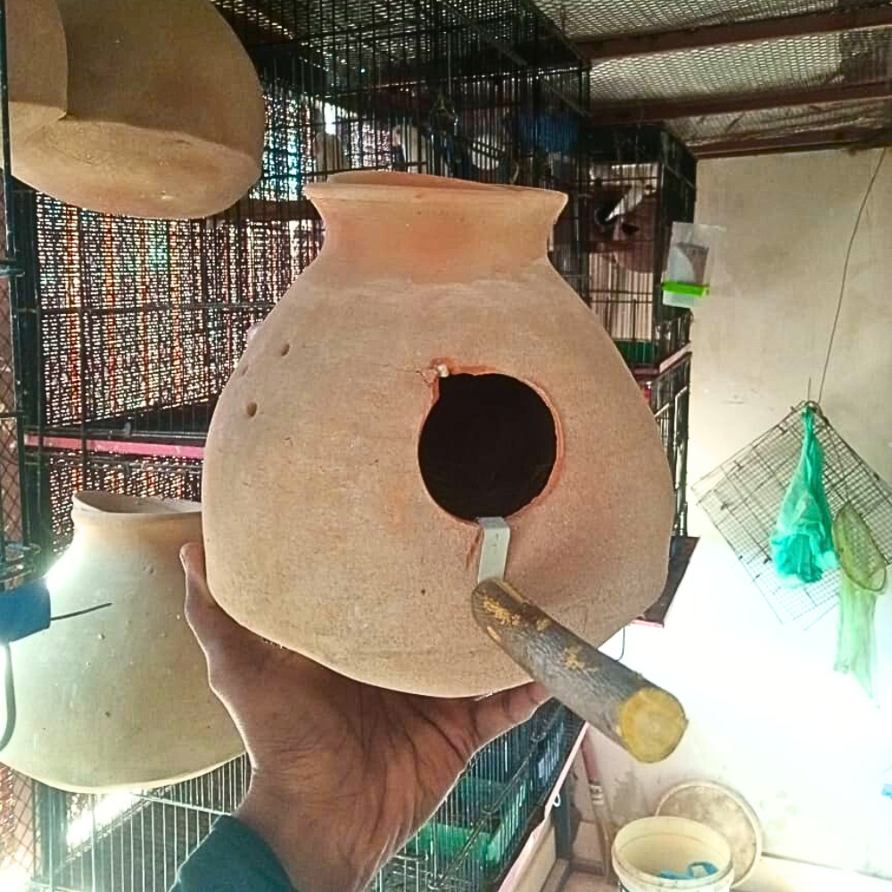 Natural Wooden Matki Stick / Box Stick for Budgies Lovebird Java Finches