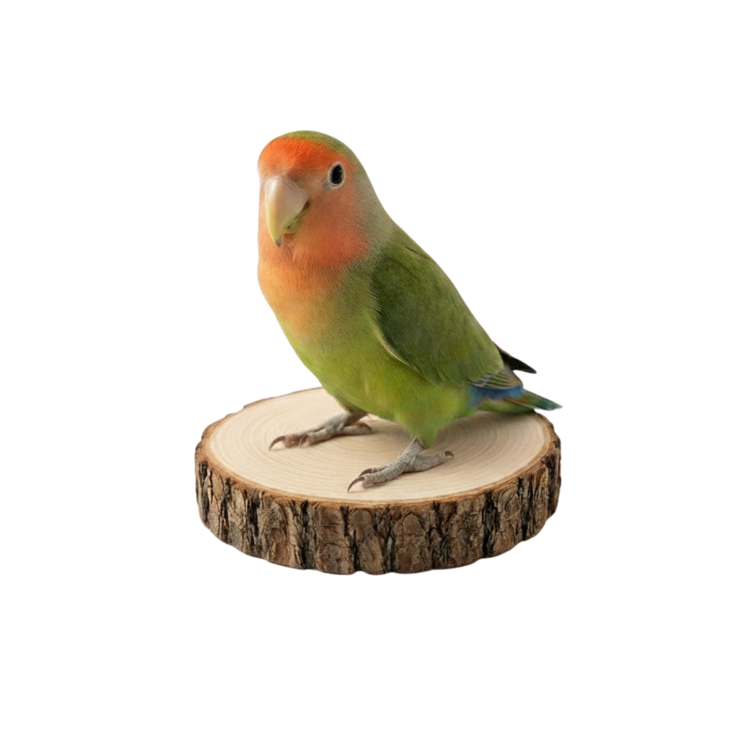 2 Pcs Natural Wood Rest Platform for Birds – Small Parrot Perch Stand (3" - 3.5" Diameter)