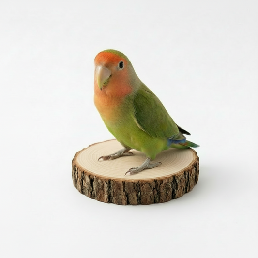 Green parrot with orange face perched on a wooden stump against a white background
