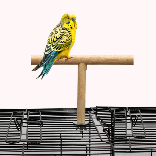 Durable Wooden T-Shape Perch Stand for Small Parrots